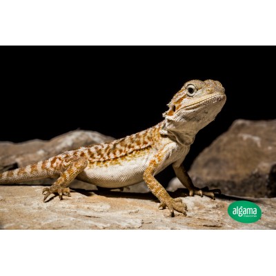 Pogona vitticeps - Dragón Barbudo Nominal